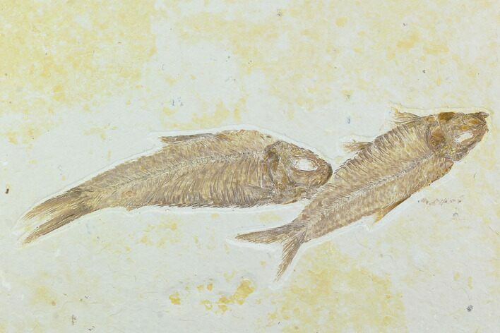 Pair of Fossil Fish (Knightia) - Green River Formation #130326